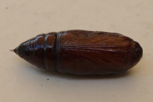 Réf. 43 330 : Phlogophora meticulosa