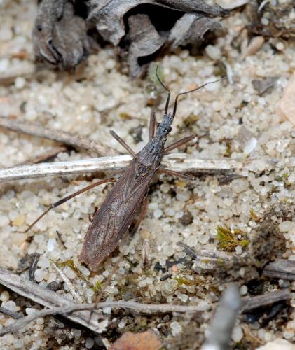 Réf. 43 933 : Pygolampis bidentata