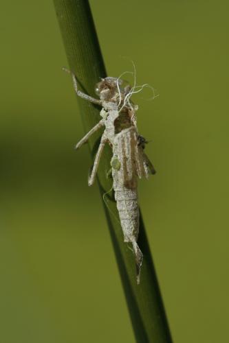 Pyrrhosoma nymphula