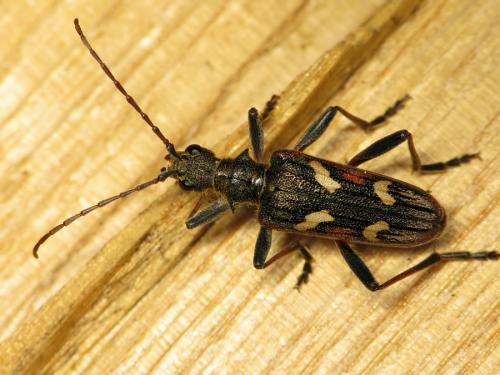 Réf. 43 873 : Rhagium bifasciatum