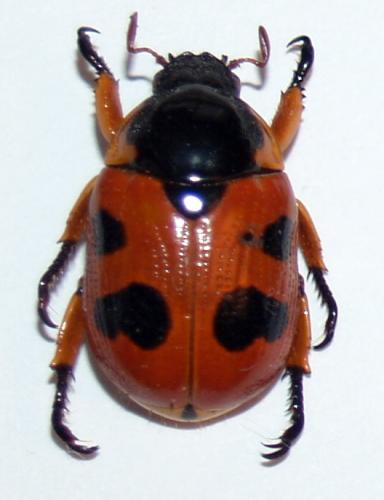 Rutelarcha quadrimaculata