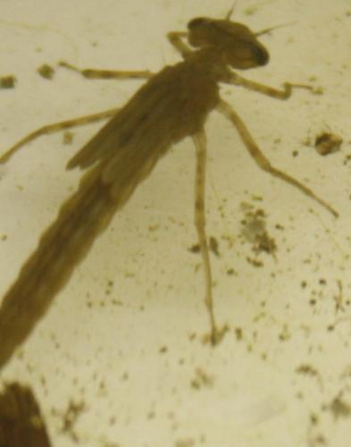 Réf. 43 288 : Ischnura elegans