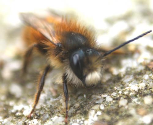 Réf. 43 134 : Osmia bicornis