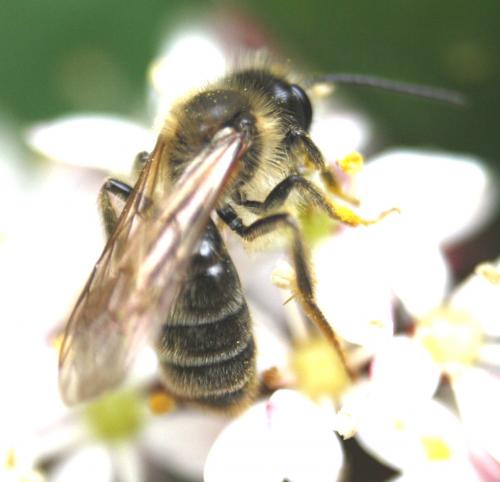 Andrena sp.