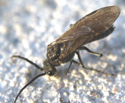 Dolerus sp.