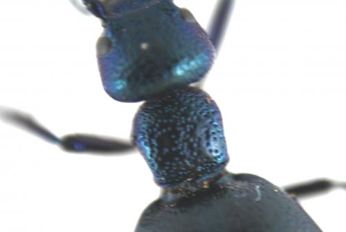 Meloe proscarabaeus