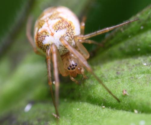 Metellina sp.