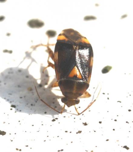 Liocoris tripustulatus