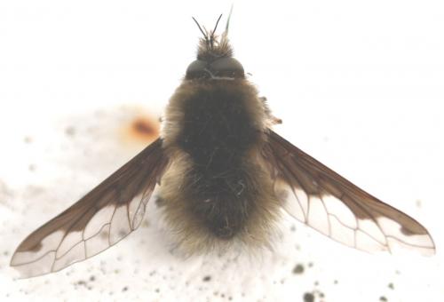 Bombylius major