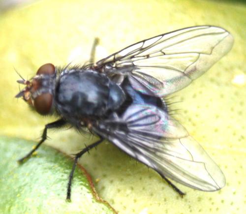 Calliphora vicina