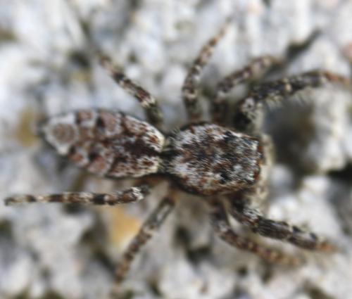 Marpissa muscosa