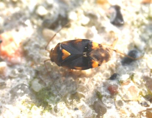 Liocoris tripustulatus