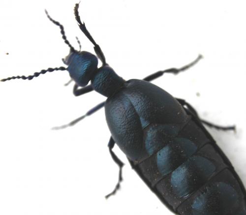 Meloe proscarabaeus