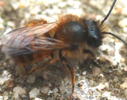 Réf. 43 118 : Osmia bicornis
