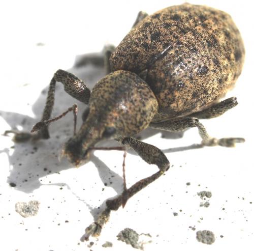 Liophloeus tessulatus