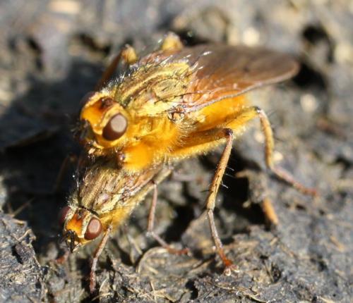 Scathophaga stercoraria