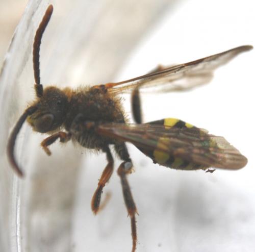 Nomada sp.