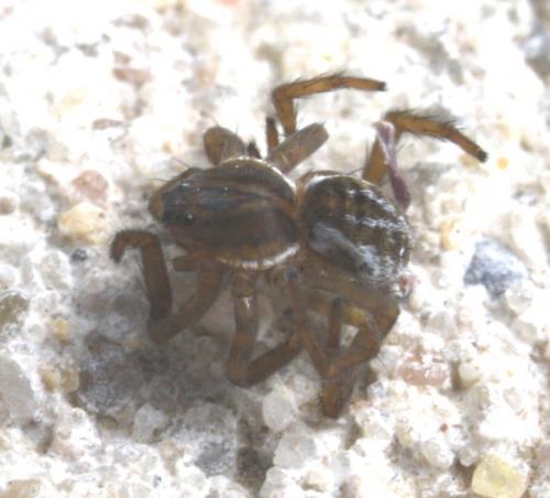 Pirata sp.