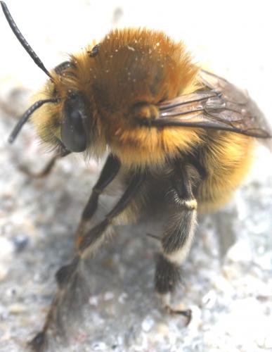 Anthophora plumipes