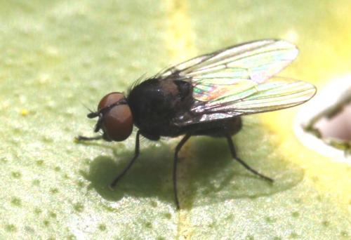 Azelia sp.