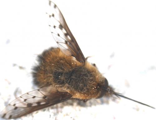 Bombylius discolor