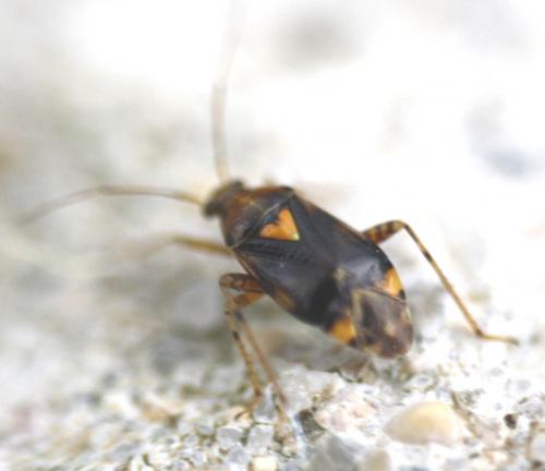 Liocoris tripustulatus