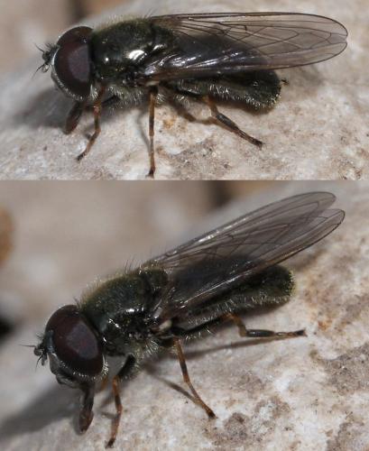 Réf. 43 204 : Cheilosia sp.