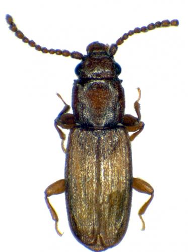 Réf. 43 365 : Placonotus testaceus