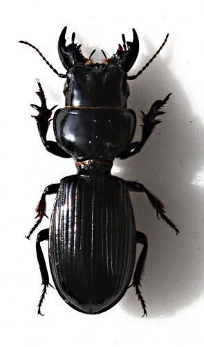Scarites striatus