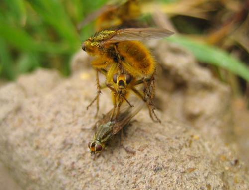 Scathophaga stercoraria