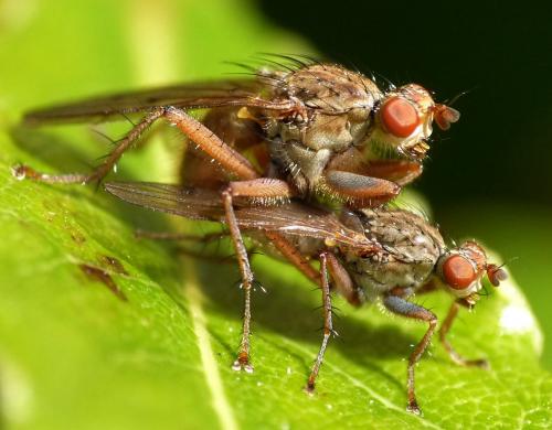 Scathophaga furcata