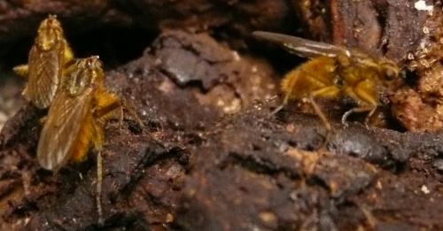 Scathophaga stercoraria