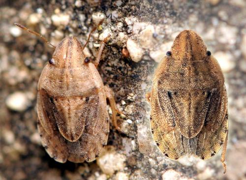 Sciocoris sulcatus