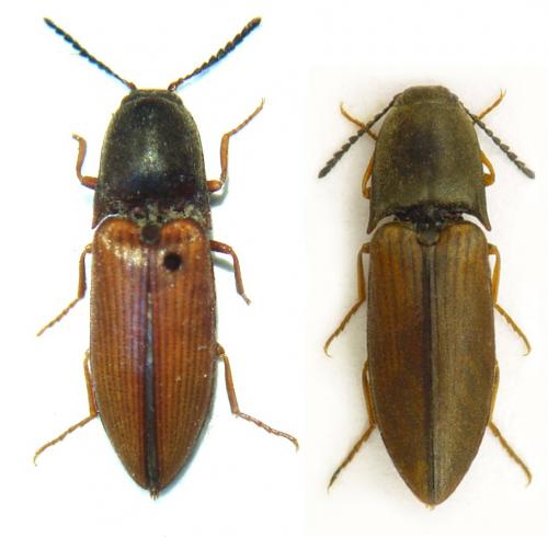 Sericus brunneus