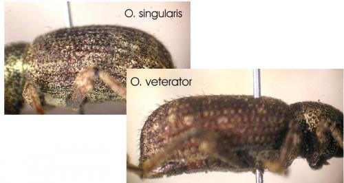 Otiorhynchus divers