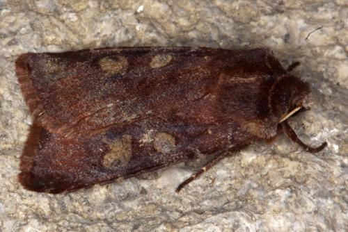 Cerastis leucographa