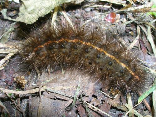 Spilosoma lubricipeda