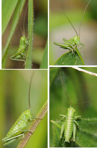 Tettigonia viridissima