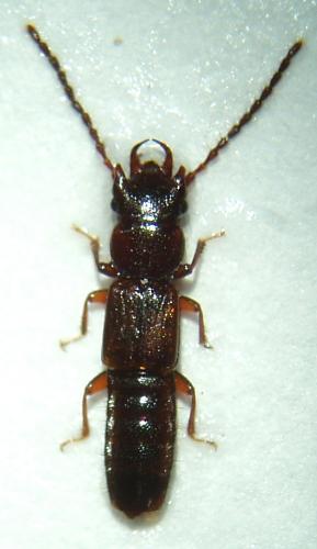 Réf. 43 164 : Siagonium quadricorne