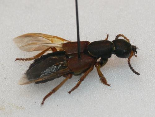 Réf. 43 286 : Staphylinus dimidiaticornis
