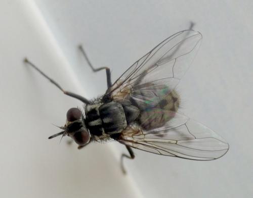 Stomoxys calcitrans