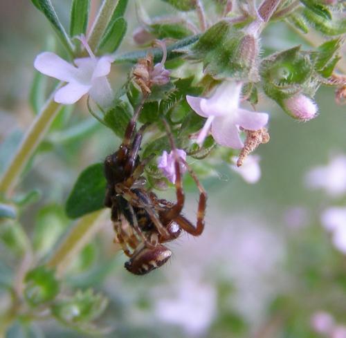 Synema globosum
