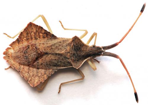Réf. 43 495 : Syromastus rhombeus
