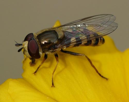Réf. 43 245 : Eupeodes corollae