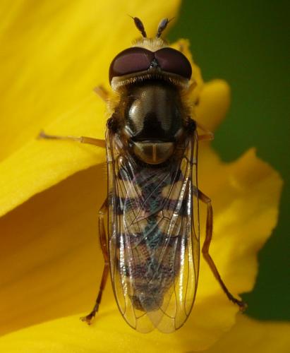 Réf. 43 246 : Eupeodes corollae