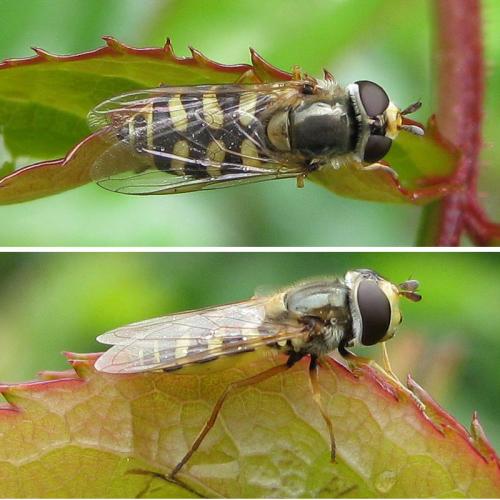 Eupeodes corollae
