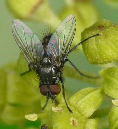 Réf. 43 788 : Macquartia sp.