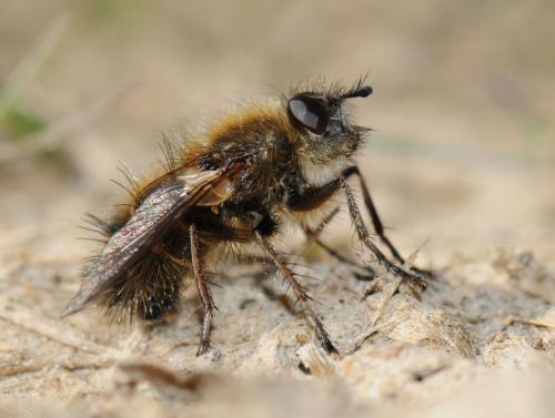 Tachina ursina