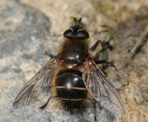 Tachina ursina