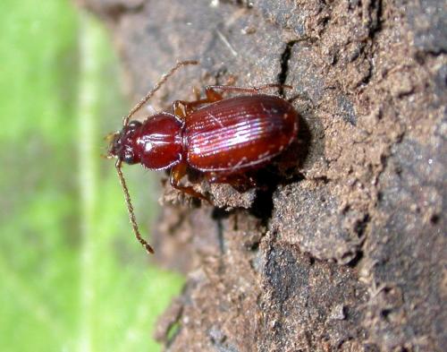 Réf. 43 327 : Trechus amplicollis